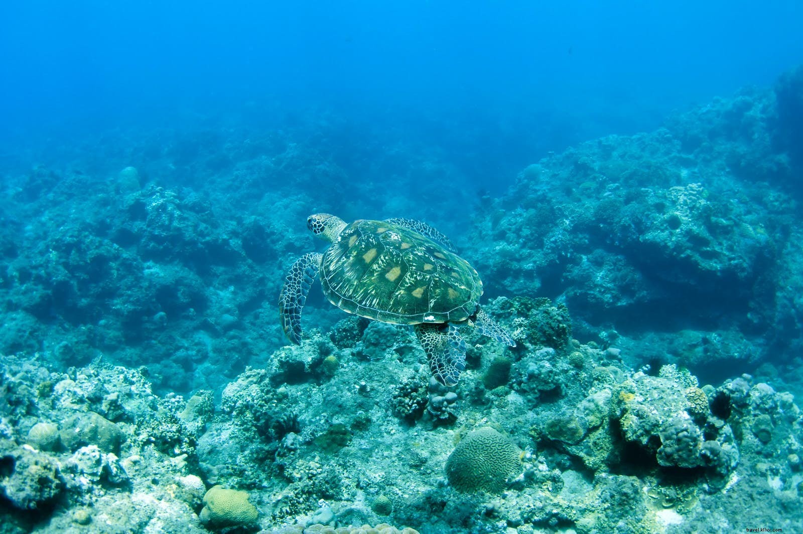 小琉球での冒険—台湾最大のサンゴ島を満喫