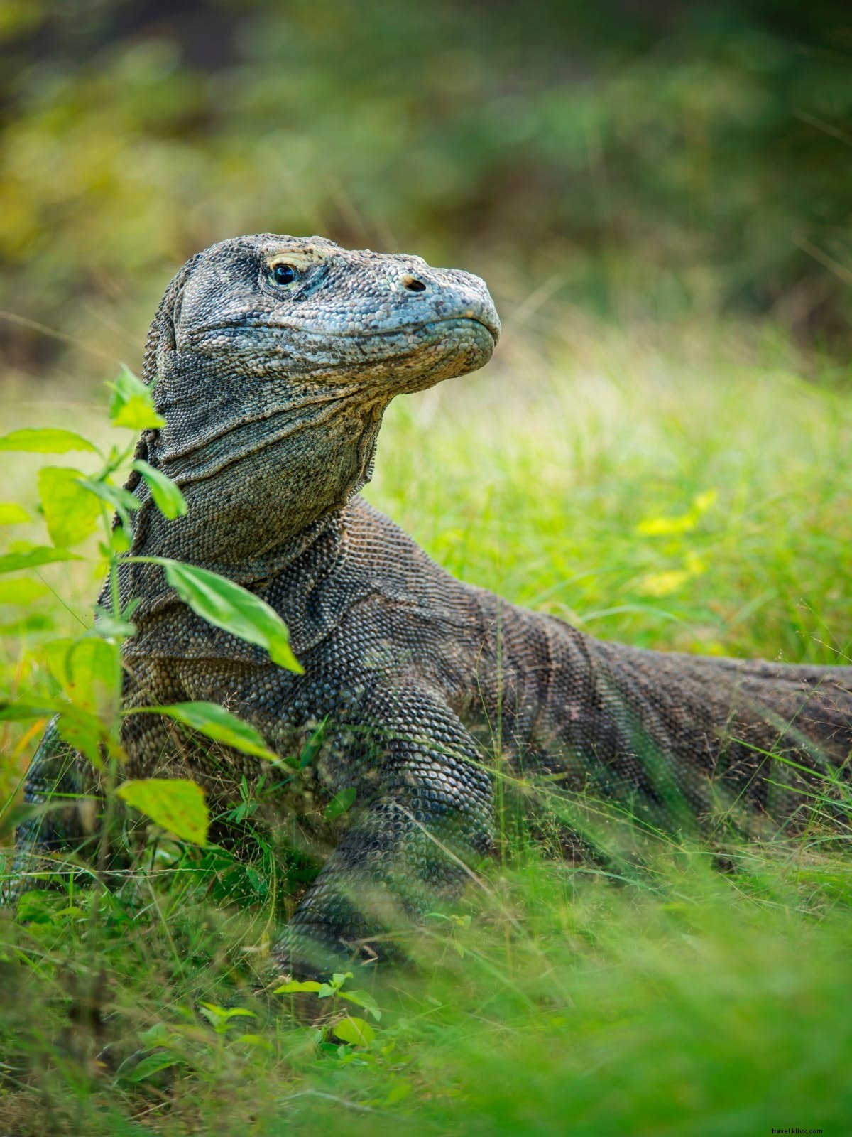 ドラゴンが待つ場所へ：コモド国立公園の野生アトラクションを探検