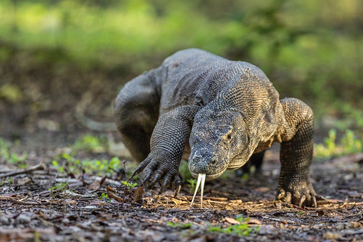 5月に訪れたい野生動物と自然の絶景スポット