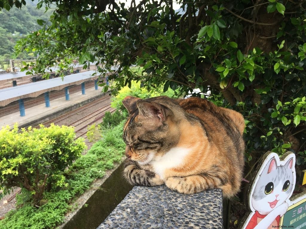 猫の楽園・猴硯へようこそ：台湾・北部の猫村ガイド