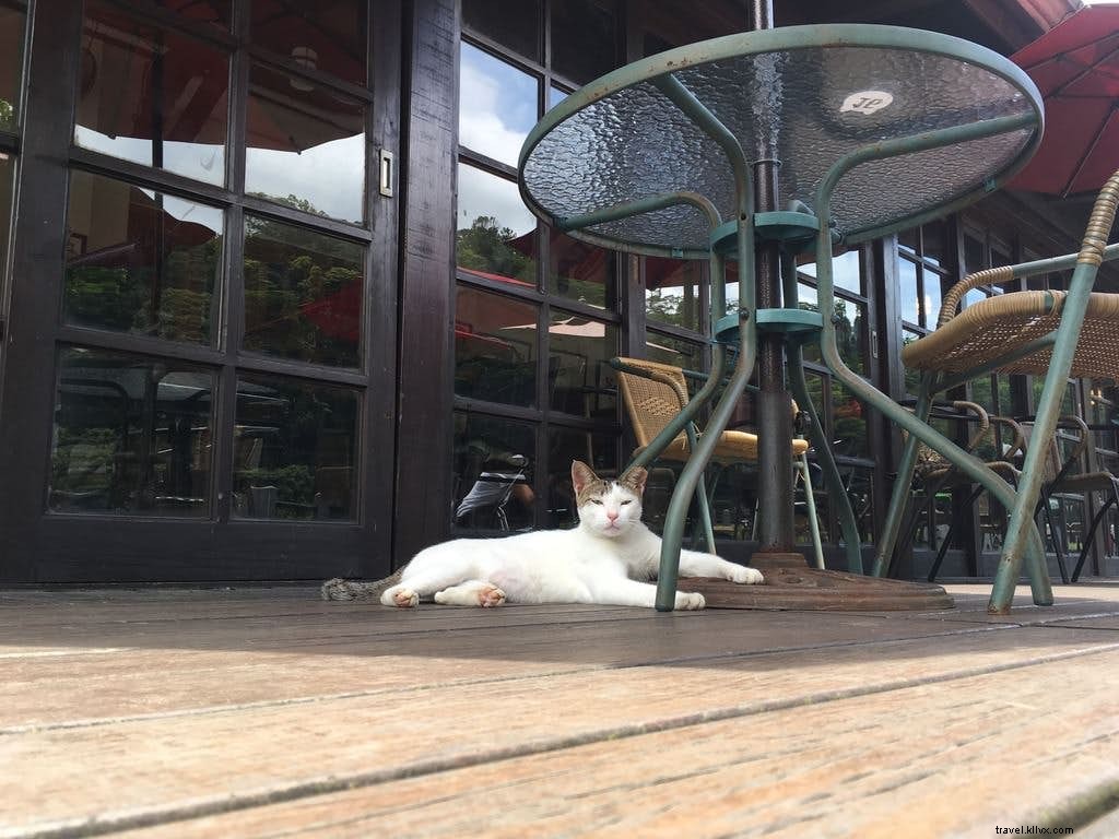 猫の楽園・猴硯へようこそ：台湾・北部の猫村ガイド