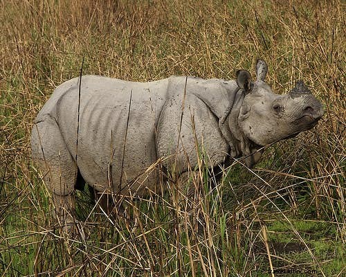 インド・サファリ完全ガイド：自然愛好家のための必携マニュアル