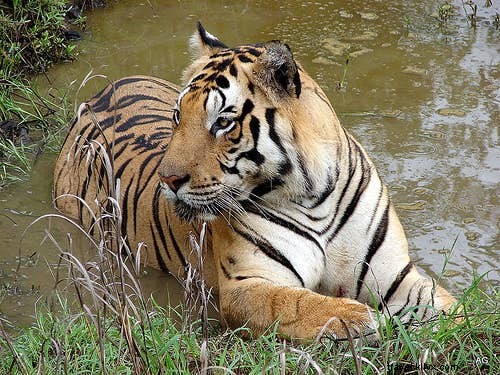 インド・サファリ完全ガイド：自然愛好家のための必携マニュアル