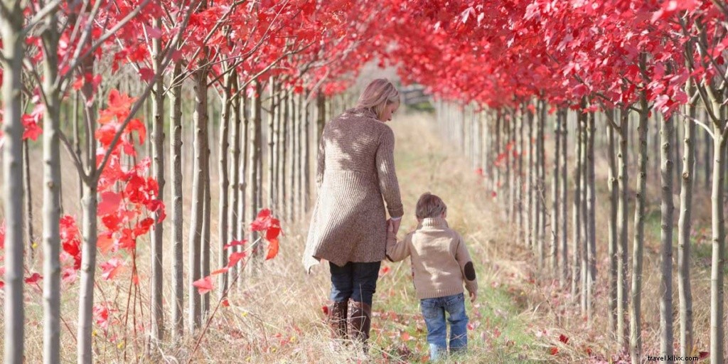 秋の紅葉が美しいトップ10旅行先