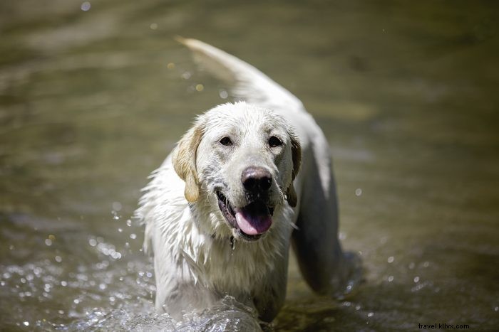 愛犬と楽しむ、ウェストバージニアのペットフレンドリートレイル5選