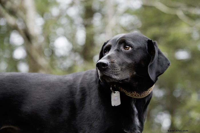 愛犬と楽しむ、ウェストバージニアのペットフレンドリートレイル5選