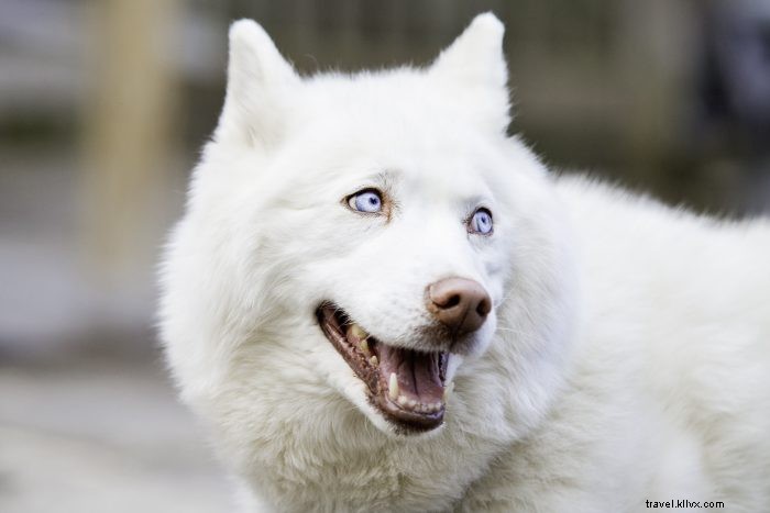 愛犬と楽しむ、ウェストバージニアのペットフレンドリートレイル5選