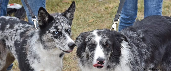 愛犬と楽しむ、ウェストバージニアのペットフレンドリートレイル5選