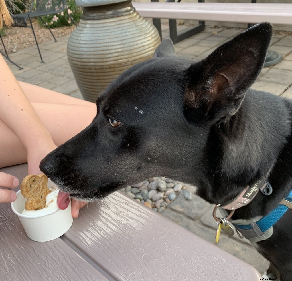 テンペで犬と一緒に楽しめるおすすめスポットガイド
