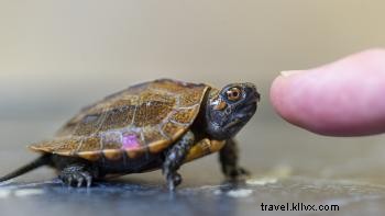 テネシー水族館の注目ブログ：カメの年