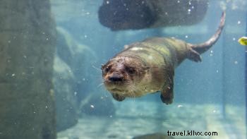 テネシー水族館の注目ブログ：カメの年