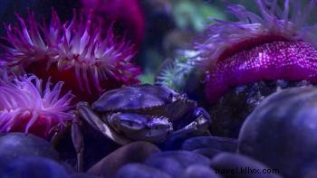 テネシー水族館の注目ブログ：カメの年