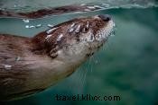 テネシー水族館で出会える5種のかわいい動物たち