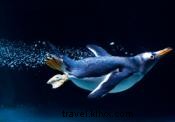 テネシー水族館で出会える5種のかわいい動物たち