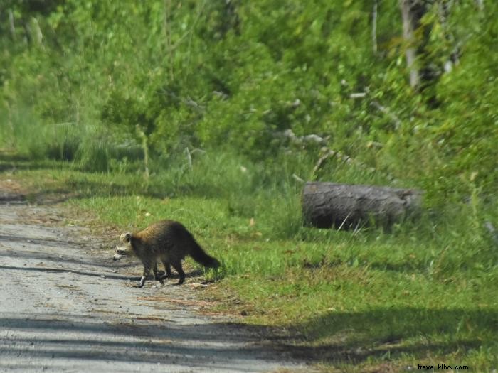 ノースカロライナ・アウターバンクスの自然保護区を巡る旅