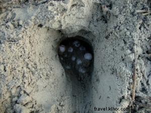 ウミガメの朝パトロール：Sea Islandでの保護活動と体験