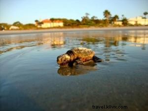 ウミガメの朝パトロール：Sea Islandでの保護活動と体験