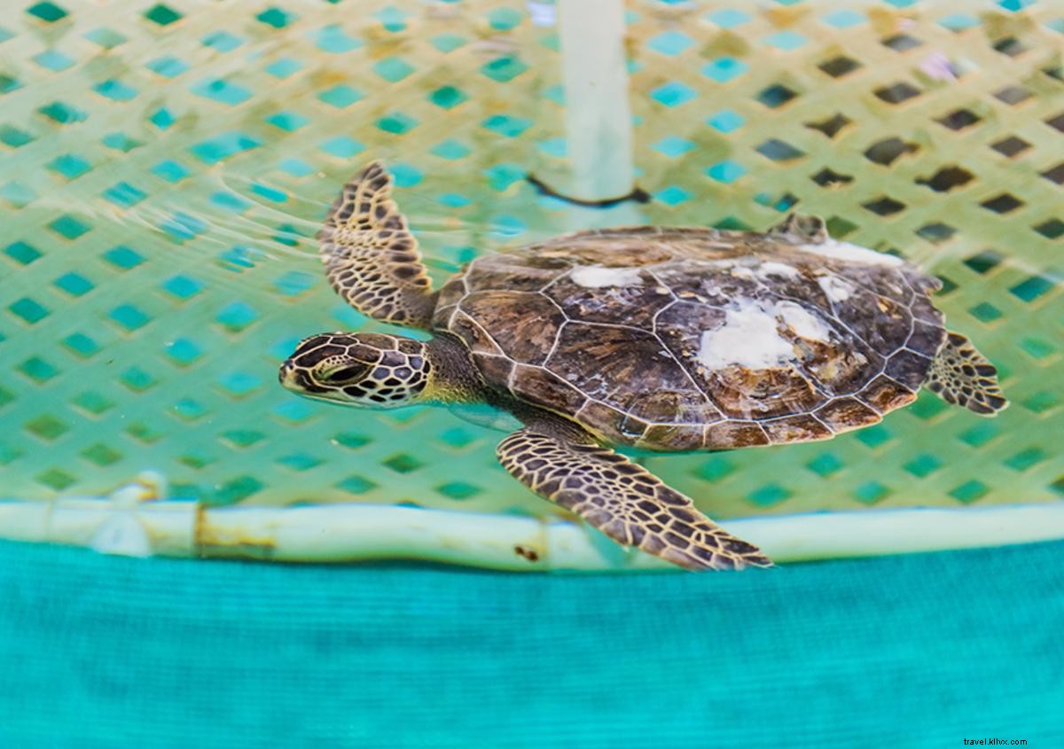 アカウミガメの壮大な旅