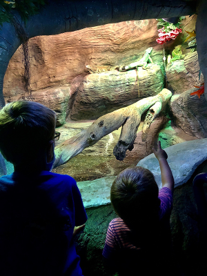 リプリーズ水族館とロッキン・ジャンプ、子ども向けの楽しさと安全対策の強化