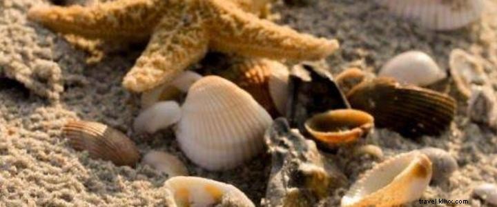 サウスカロライナ・マートルビーチで夏と貝殻探しを楽しむ