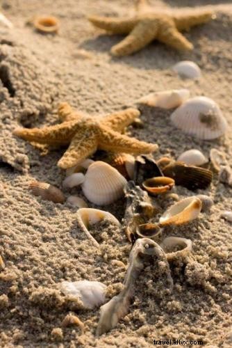 サウスカロライナ・マートルビーチで夏と貝殻探しを楽しむ