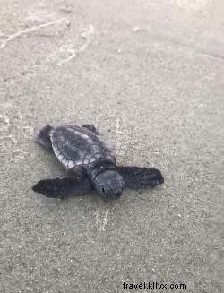 サウスカロライナ・マートルビーチでタートルシーズン到来