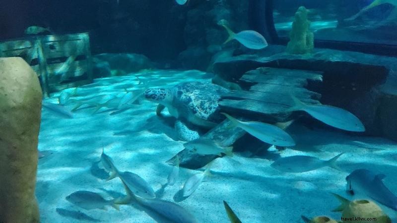 サウスカロライナ・マートルビーチでタートルシーズン到来