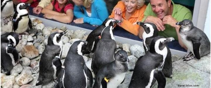 リプリーズ・アクアリウム・オブ・マートルビーチが2020年にアフリカペンギン展示「ペンギン・プレイハウス」オープン