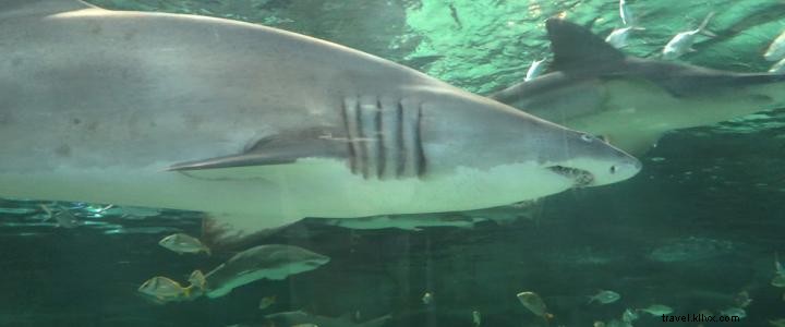 ニュース速報:サメは海の住人、そして本当にクールな生き物です!
