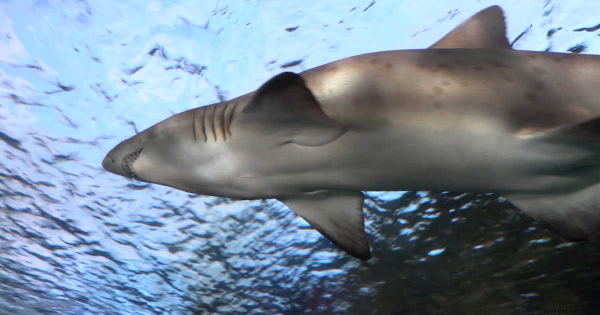 ニュース速報:サメは海の住人、そして本当にクールな生き物です!