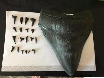 シャークウィーク記念!サウスカロライナ州マートルビーチでサメの歯を見つける必見テクニック