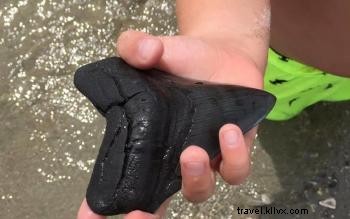 シャークウィーク記念!サウスカロライナ州マートルビーチでサメの歯を見つける必見テクニック