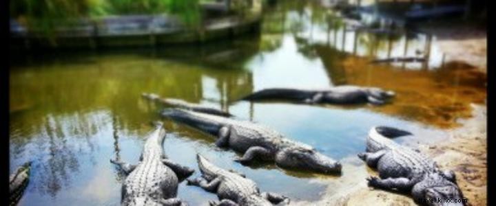 アリゲーターアドベンチャー:爬虫類の聖地で体験する自然の驚き