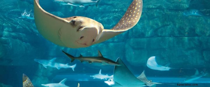 リプリーズ、7月31日までカロライナ・ディールデイを10ドルで提供