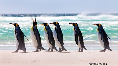 フォークランド諸島を巡る5つの旅ステップ