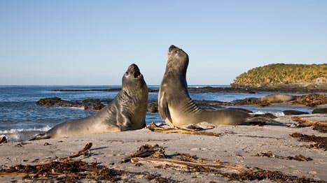 フォークランド諸島を巡る5つの旅ステップ