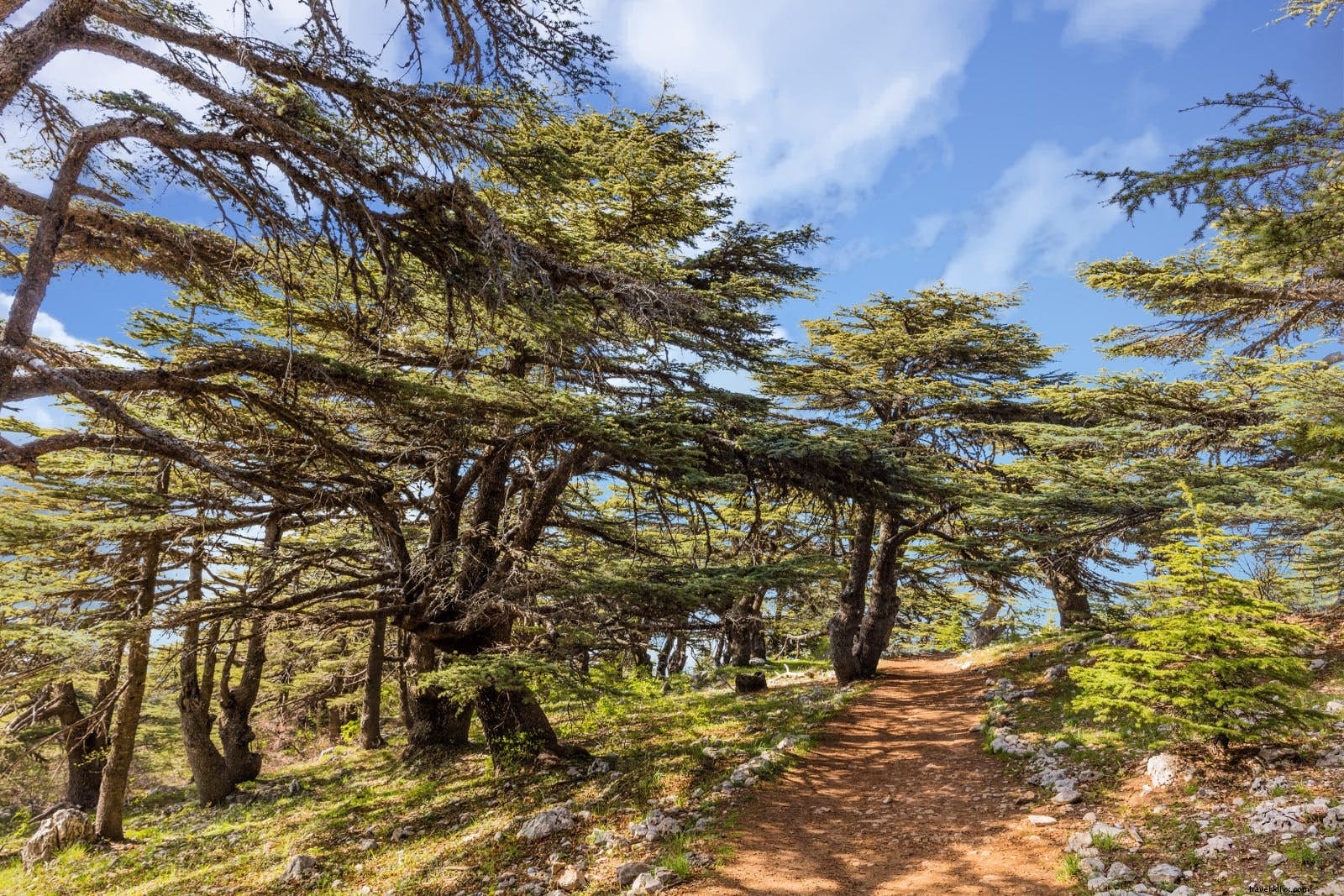 レバノン山岳トレイルで国境を越える絶景ハイキング