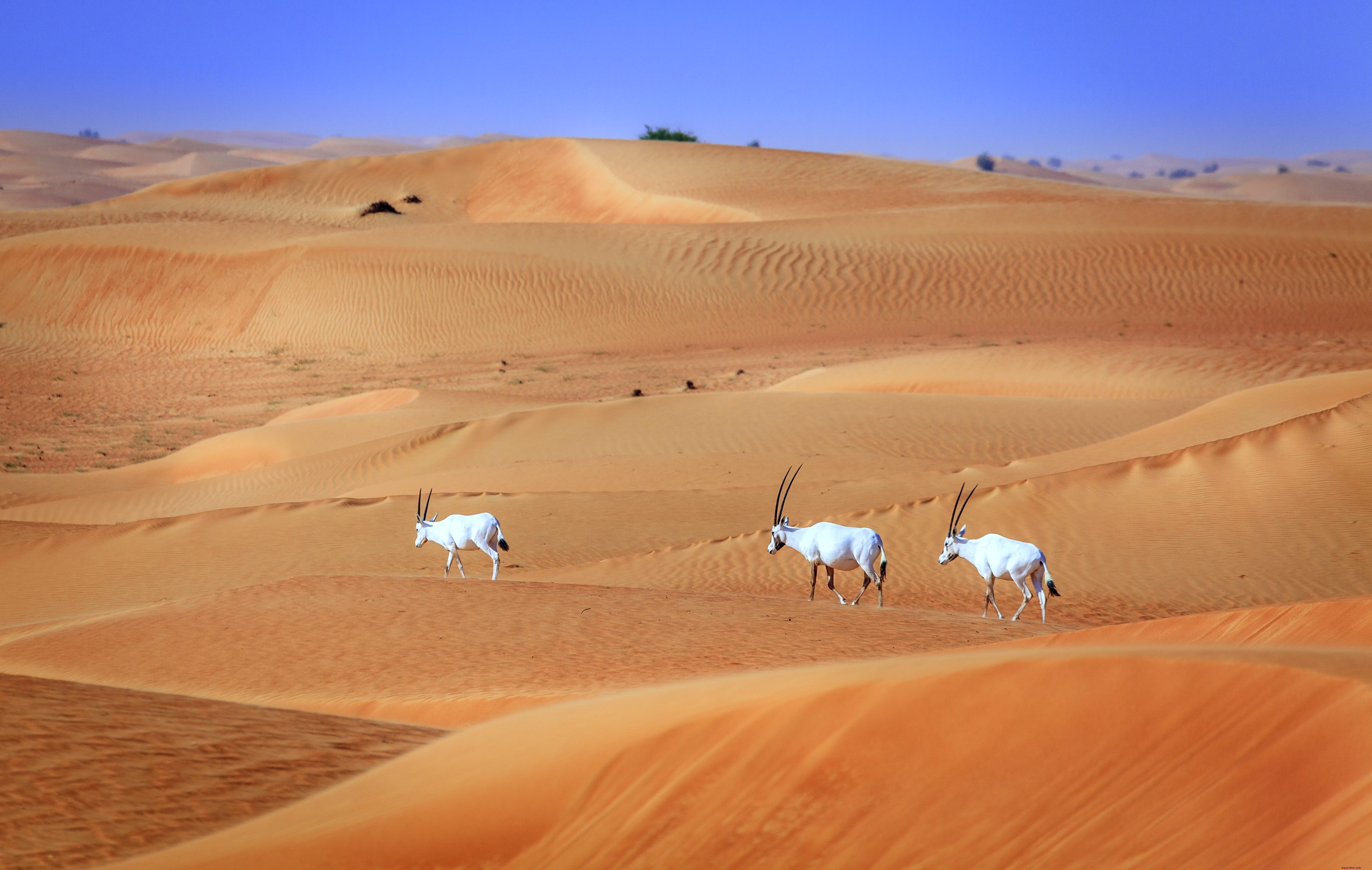 ドバイ砂漠保護区を探検：UAE初の国立公園