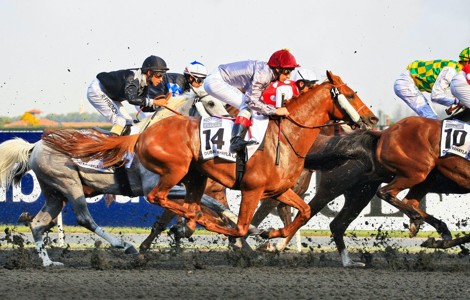 ラクダレースからクリケットまで：ドバイの多彩なスポーツシーン