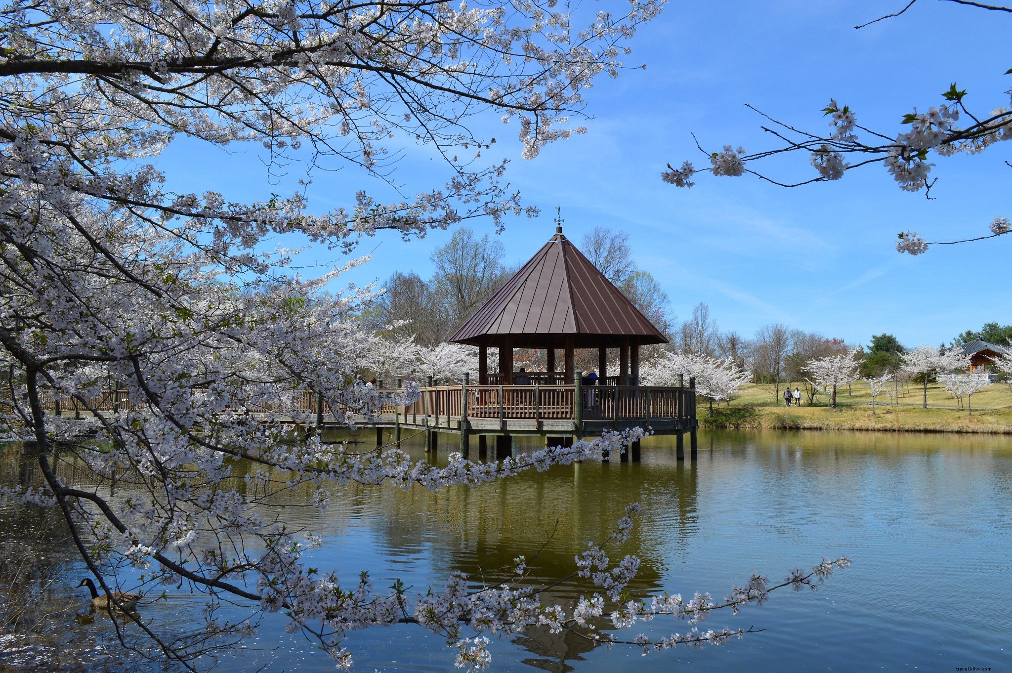バージニア州で絶景の桜を楽しむスポット