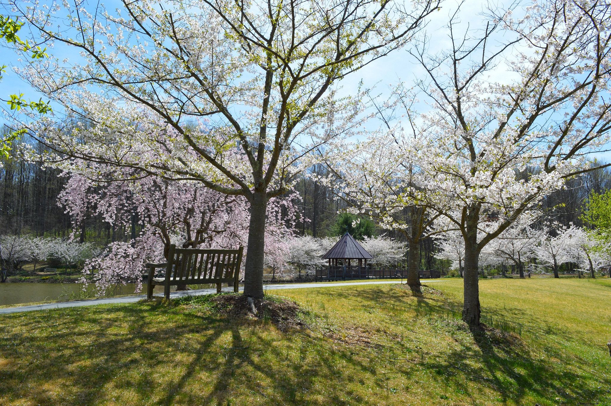 バージニア州で絶景の桜を楽しむスポット