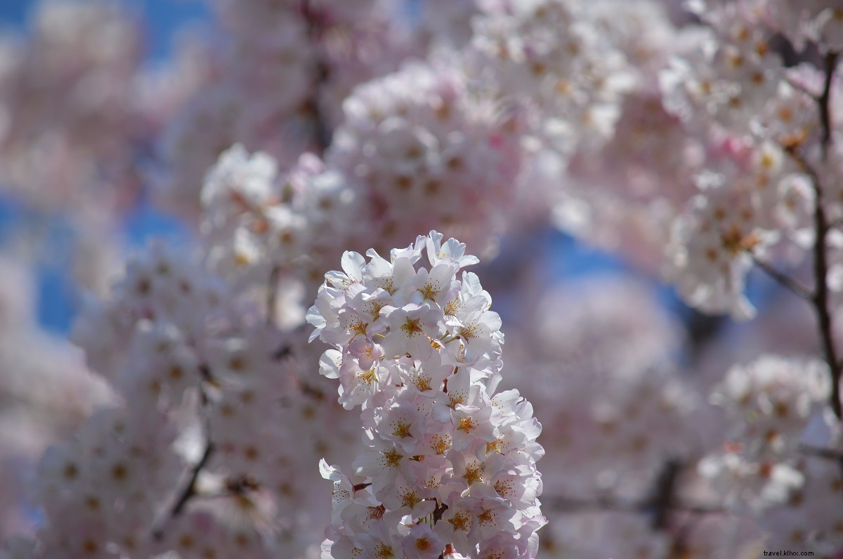 バージニア州で絶景の桜を楽しむスポット