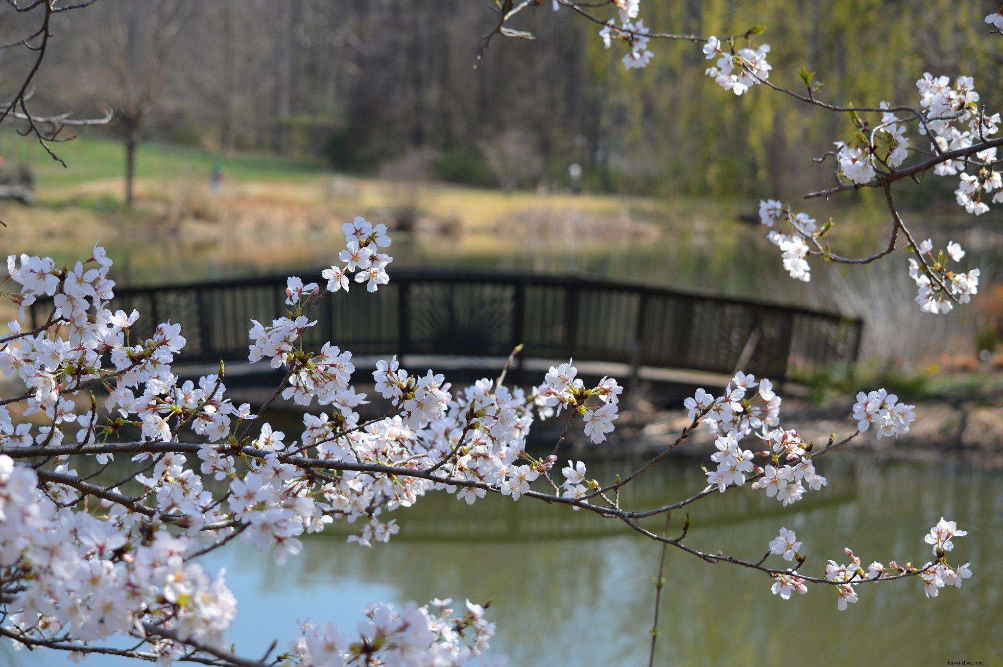 バージニア州で絶景の桜を楽しむスポット