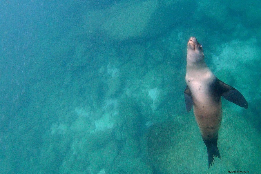 コルテス海（メキシコ）で訪れるべき最高の島と必携アイテム