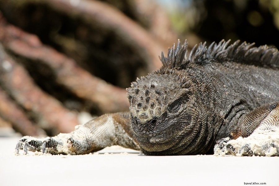 ガラパゴス諸島旅行の完全ガイド:知っておくべきすべてのポイント
