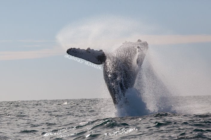 カボ・サンルーカスでのクジラ観察とハシエンダ・エンカンターダのインフィニティプール体験