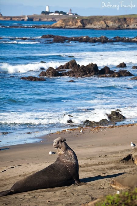 カリフォルニア・ハイウェイ1で巡るワインとビール愛好家の旅