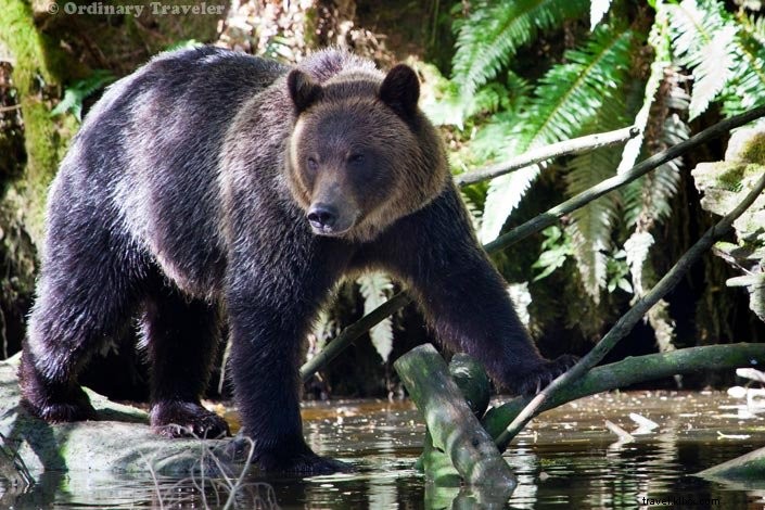 ブリティッシュコロンビア・グレンデールコーブで野生のハイイログマと過ごす1日