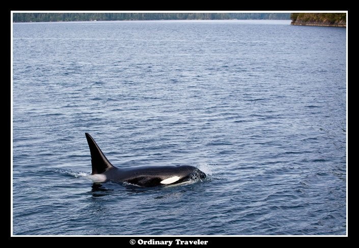 スティーブンスパッセージでクジラに囲まれたアラスカの旅