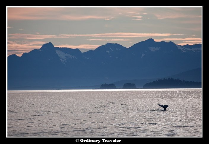 スティーブンスパッセージでクジラに囲まれたアラスカの旅